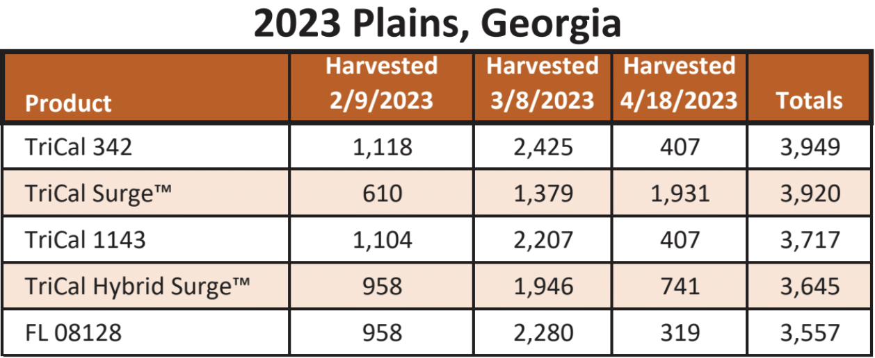 A trial data chart of 342 triticale performance from Plains, Georgia in 2023.